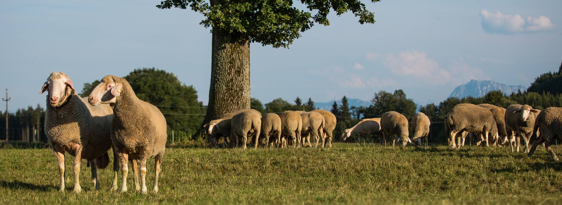 Die Gewürzschäfer Perner Braun z´Schmidham