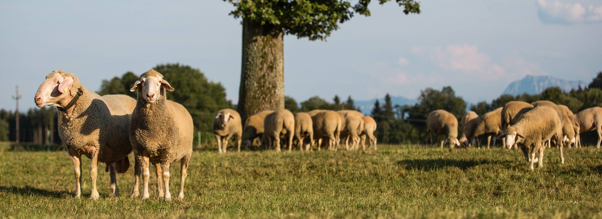 Die Gewürzschäfer Perner Braun z´Schmidham