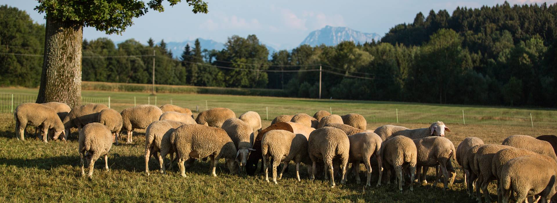 Die Gewürzschäfer Perner Braun z´Schmidham